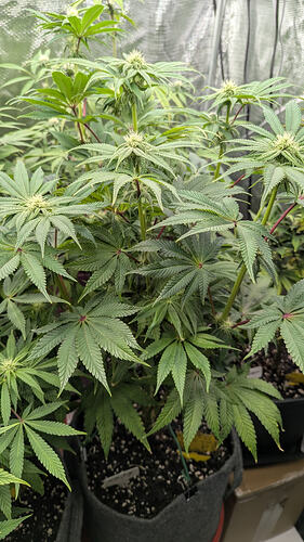 Growreport Bild 11
