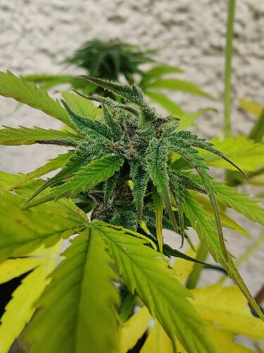 Growreport Bild 19