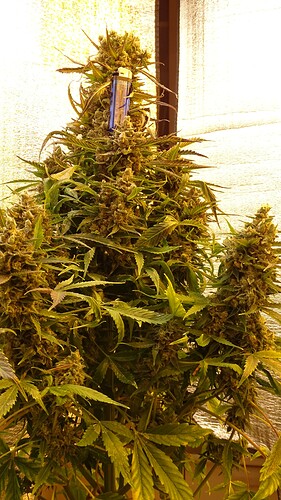 Growreport Bild 44