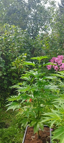 Growreport Bild 9