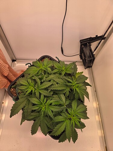 Growreport Bild 1