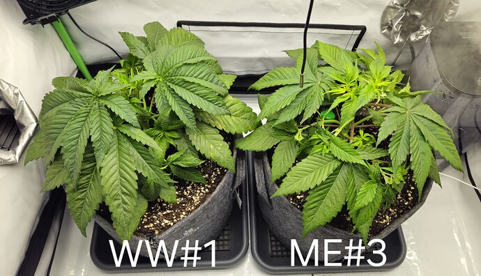 Growreport Bild 3