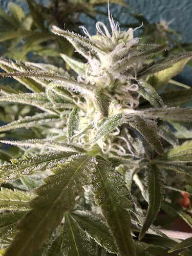 Growreport Bild 14