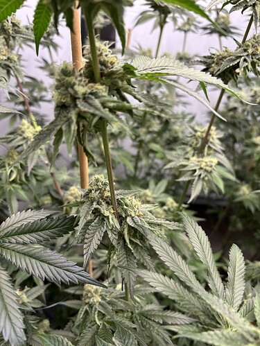 Growreport Bild 4