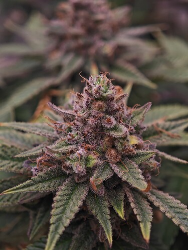 Growreport Bild 27