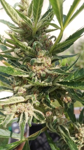 Growreport Bild 8