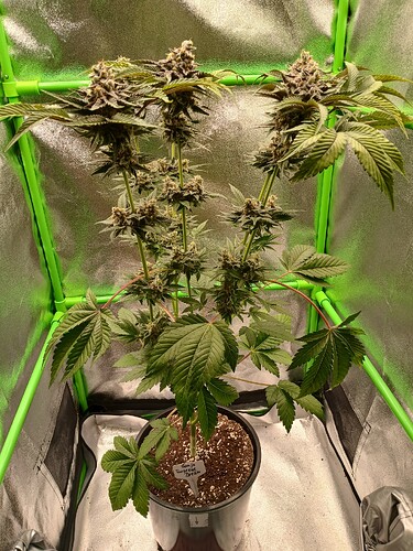 Growreport Bild 6