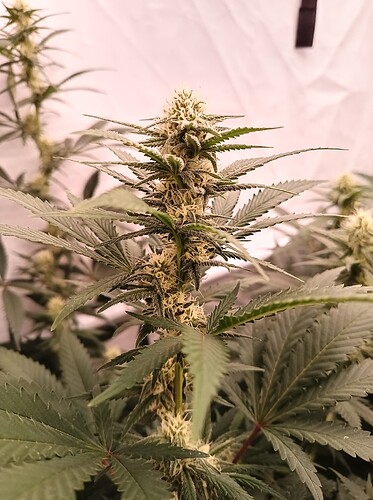 Growreport Bild 5