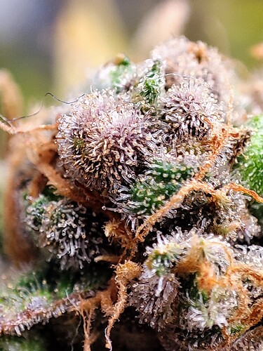 Growreport Bild 89