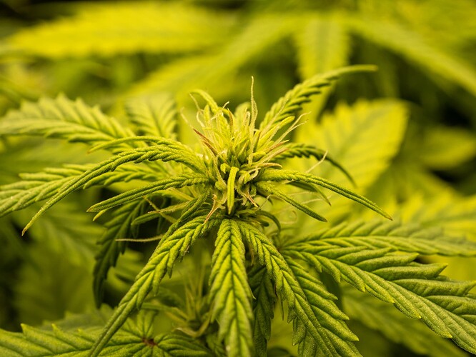 Growreport Bild 18