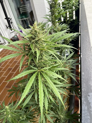 Growreport Bild 4