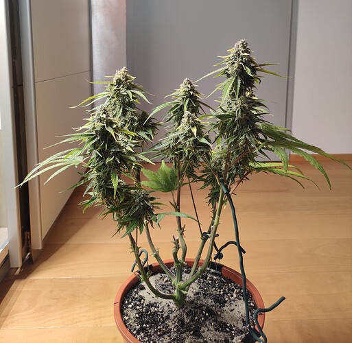 Growreport Bild 22