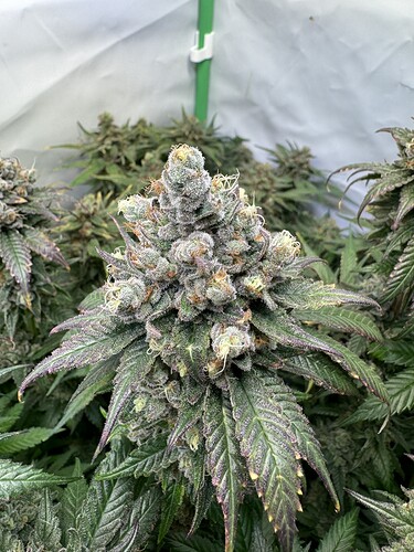 Growreport Bild 58