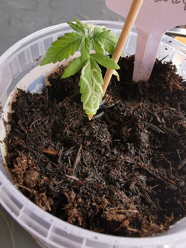 Growreport Bild 4