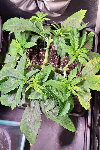 Growreport Bild 8
