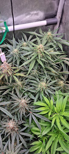 Growreport Bild 7