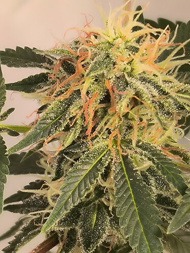 Growreport Bild 15
