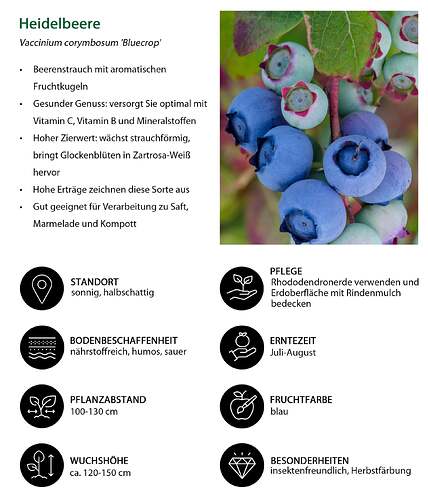 7665409_WE_IG_001_HeidelbeereVacciniumcorymbosumBlueCrop