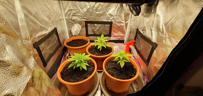 Growreport Bild 3