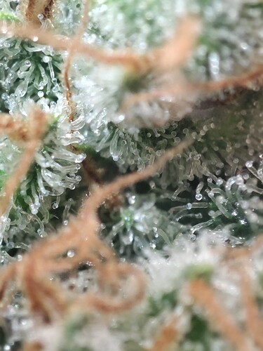 Growreport Bild 51
