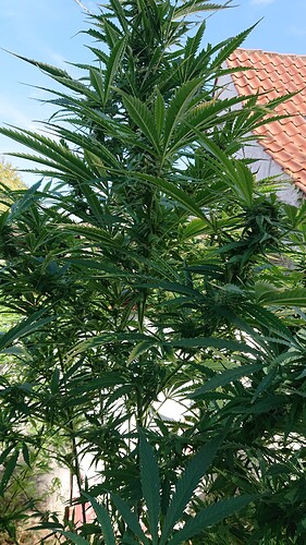 Growreport Bild 61