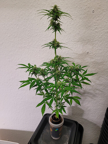 Growreport Bild 4