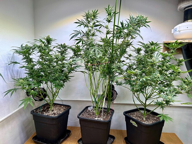 Growreport Bild 3
