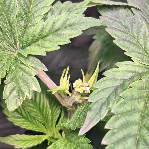Nahaufnahme der Spitze einer Cannabispflanze im frühen Blütestadium mit neuen Trieben und beginnenden Blütenansätzen, umgeben von großen, grünen Blättern.