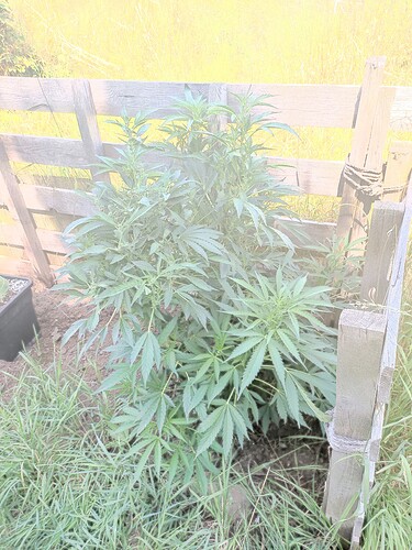 Growreport Bild 7