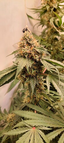 Growreport Bild 5