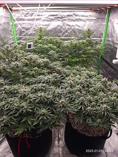Growreport Bild 23