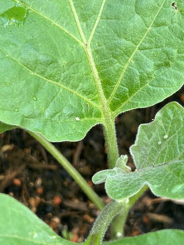 Growreport Bild 30