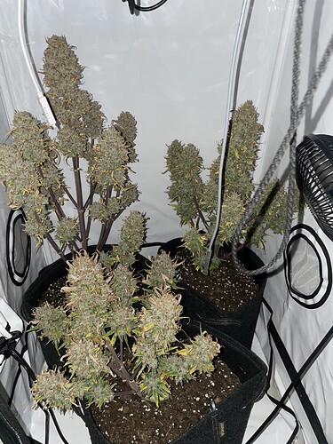 Growreport Bild 1