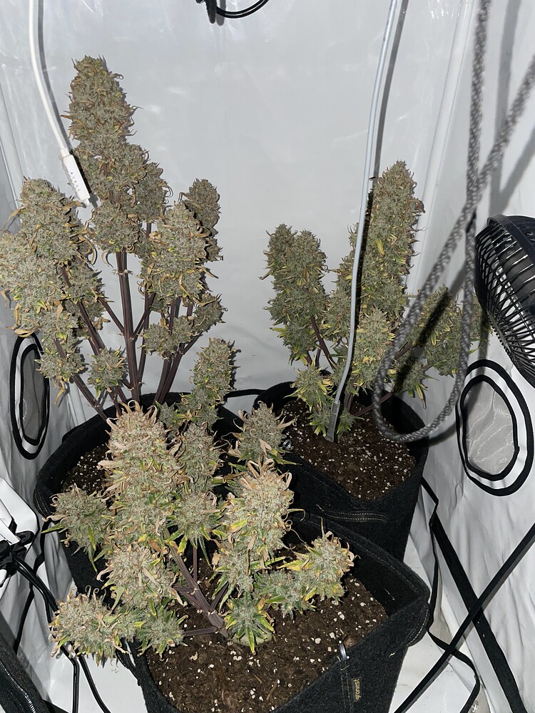 3x Zstrawberrys Fastbuds Autoflowering