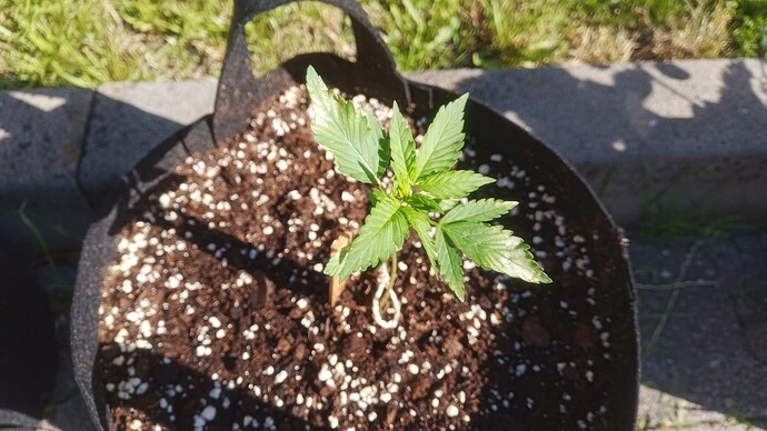 Growreport Bild 4