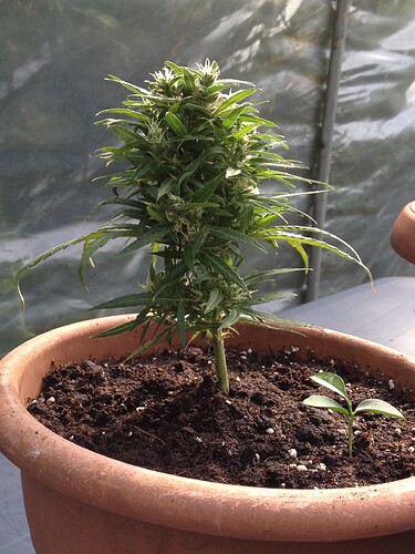 Growreport Bild 62