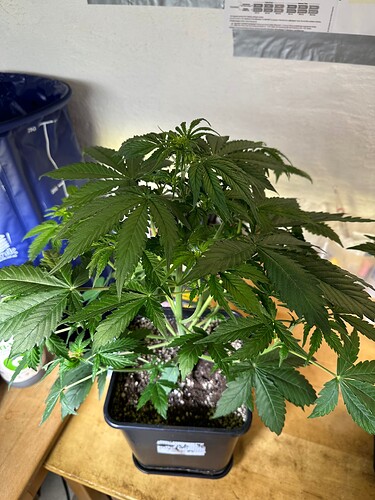 Growreport Bild 23