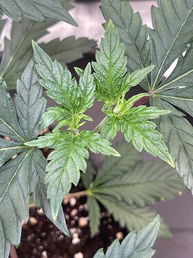 Growreport Bild 14