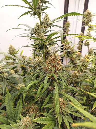 Growreport Bild 15