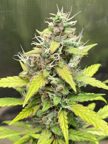 Growreport Bild 22