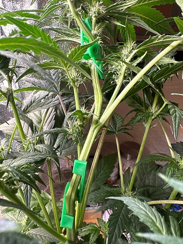 Growreport Bild 3