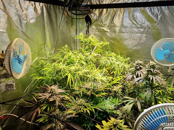 Mehrere Cannabis-Pflanzen in der Blütephase in einem Zelt, beleuchtet von einer Lampe und belüftet von drei Ventilatoren.