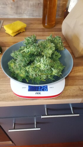 Growreport Bild 2