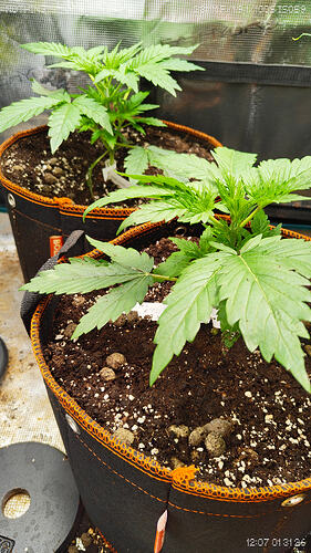 Growreport Bild 5