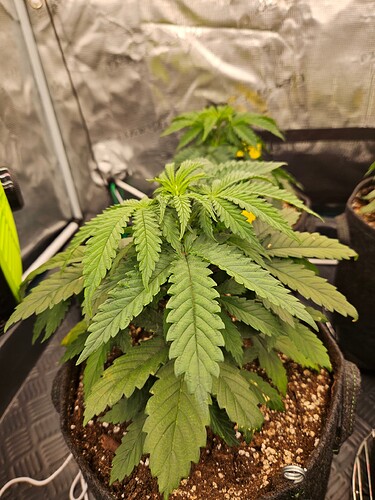 Growreport Bild 38