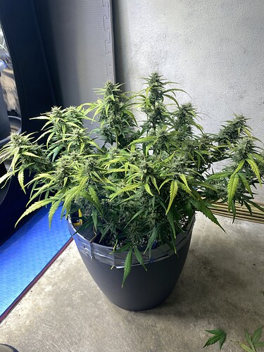 Growreport Bild 36