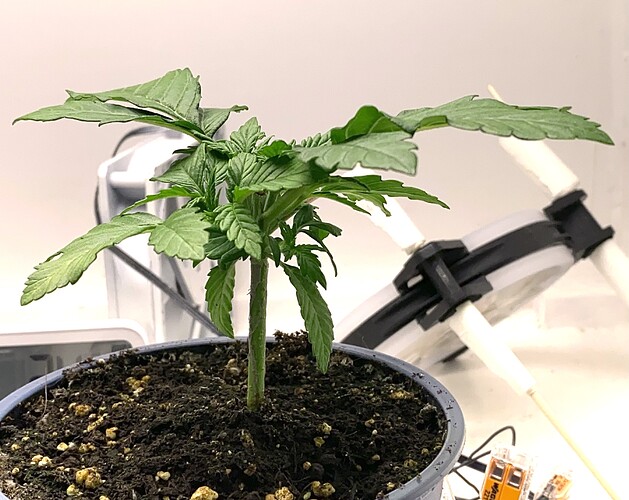 Growreport Bild 28