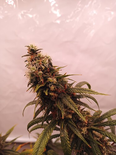 Growreport Bild 21