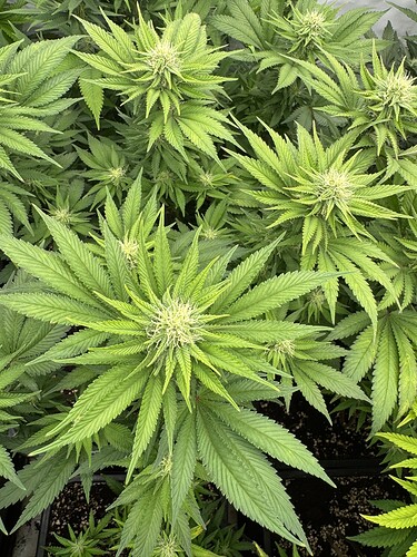 Growreport Bild 14