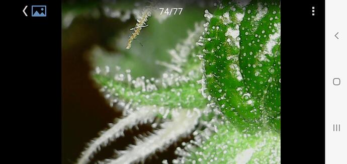Cana66 Tage_04_BT33